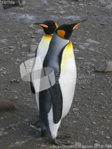 Image of penguins