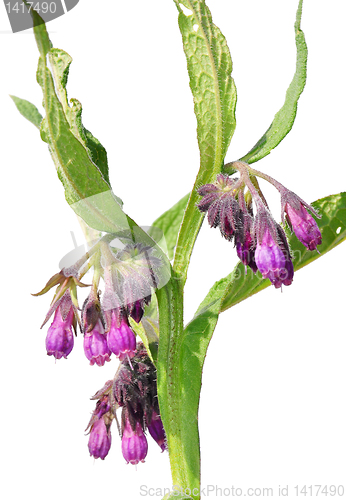 Image of Comfrey (Symphytum officinale)