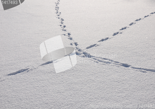 Image of Traces in snow
