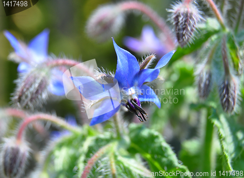 Image of Borage (Borago officinalis)