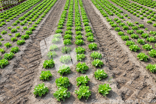 Image of Lettuce field