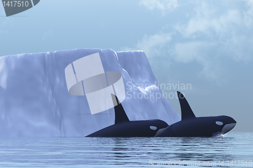 Image of ORCA