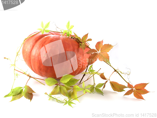 Image of pumpkin