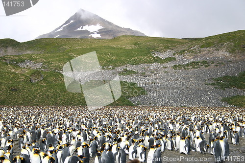 Image of antarctic penguins