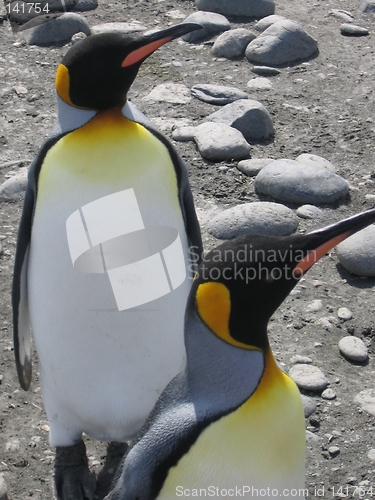 Image of penguins