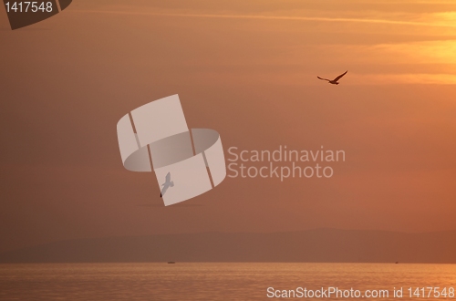 Image of Seagulls flying around in the sunset