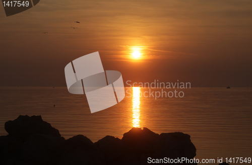 Image of Seagulls flying around in the sunset