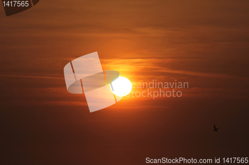 Image of Seagulls flying around in the sunset