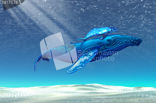 Image of Whales