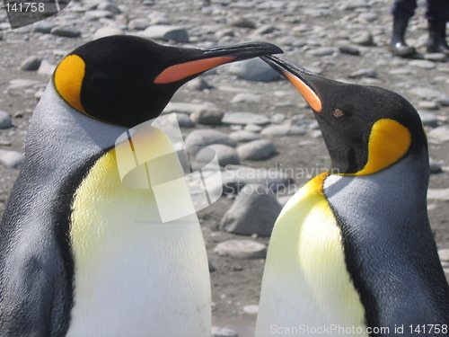 Image of penguin couple