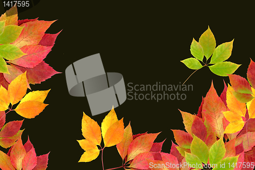 Image of autumn leaves