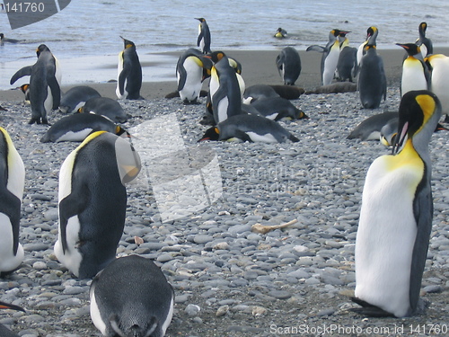 Image of antarctic penguins