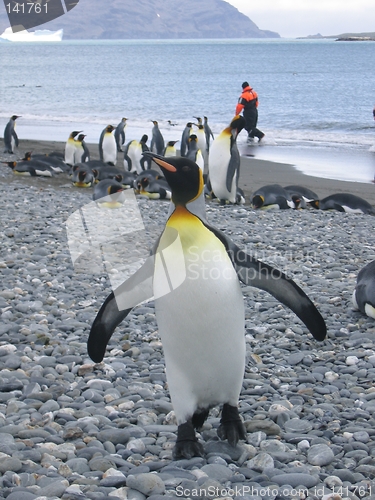 Image of antarctic penguin