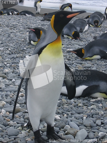 Image of antarctic penguins