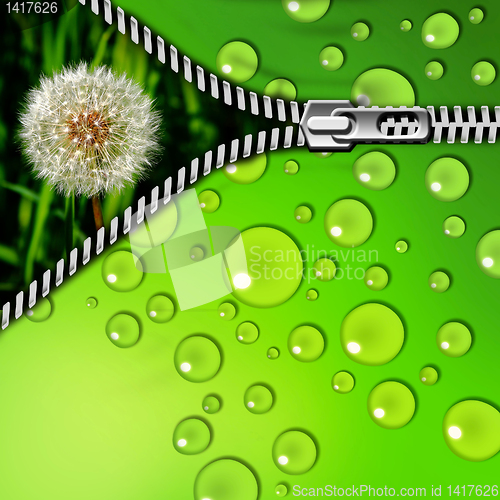 Image of dandelion in the grass and zipper