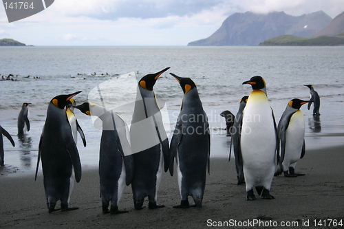 Image of antarctic penguins