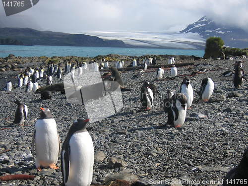 Image of antarctic penguins