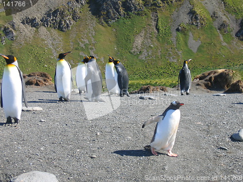 Image of antarctic penguins