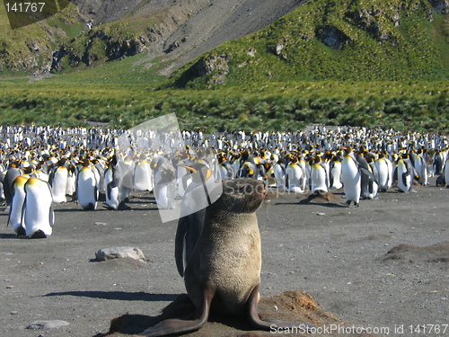 Image of seal and penguins
