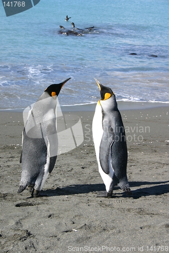 Image of penguin couple