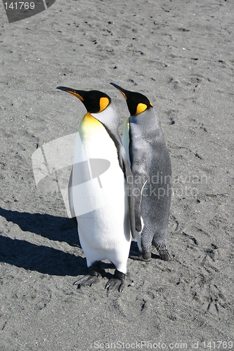 Image of penguin couple