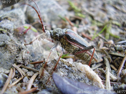 Image of Beetle