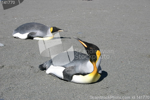 Image of lazy penguins