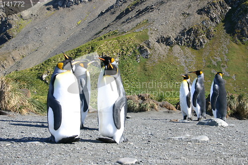 Image of antarctic penguins