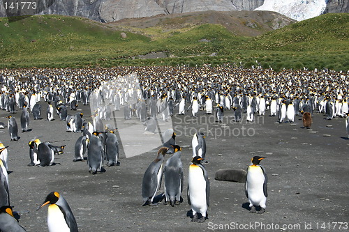 Image of antarctic penguins