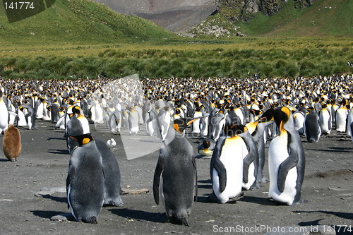 Image of antarctic penguins