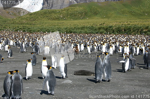 Image of antarctic penguins