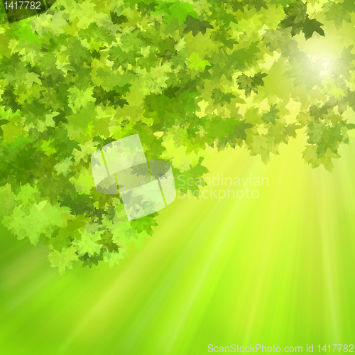 Image of maple leaves