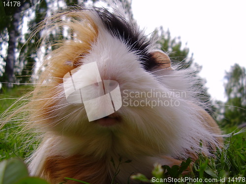 Image of Guinea-pig