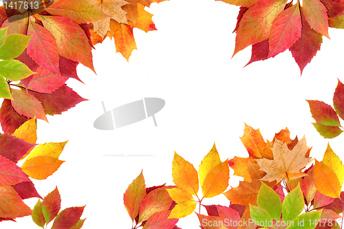 Image of autumn leaves
