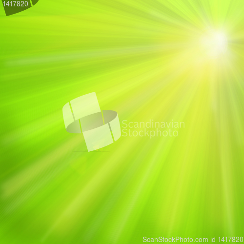 Image of maple leaves