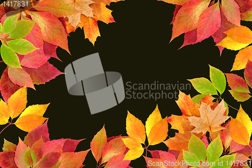 Image of autumn leaves