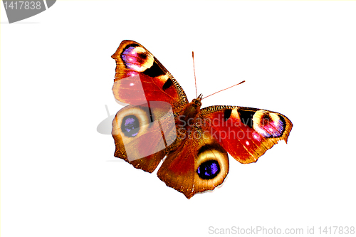 Image of Colorful butterfly isolated on white background