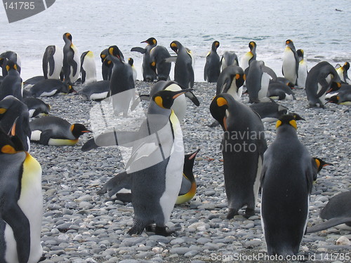 Image of antarctic penguins