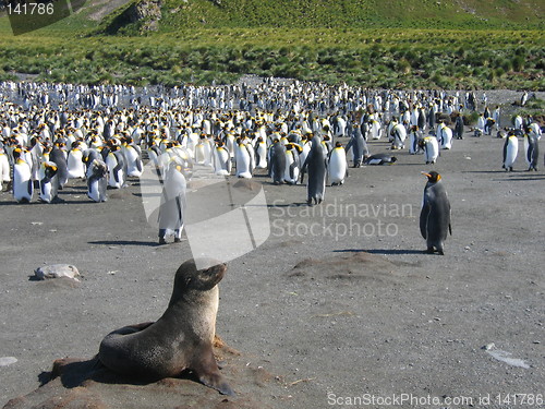 Image of seal and penguins