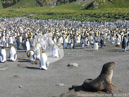 Image of seal and penguins