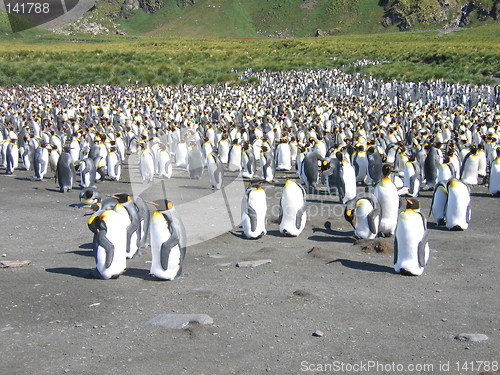 Image of antarctic penguins