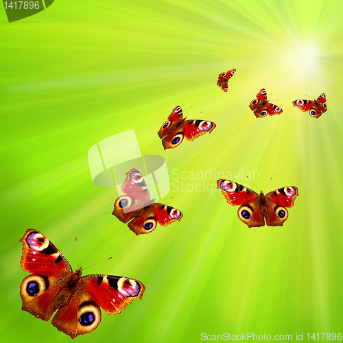 Image of group of butterflies flying to the sun