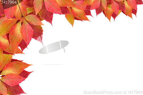 Image of autumn leaves