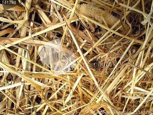 Image of grain