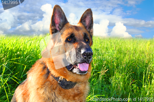 Image of German shepherd