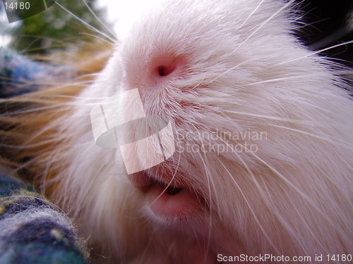 Image of Guinea-pig