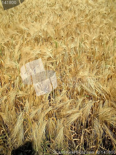 Image of cornfield