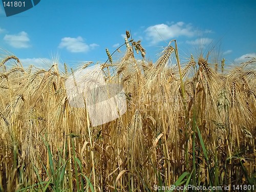 Image of cornfield