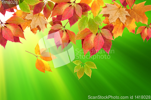 Image of autumn leaves