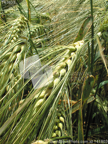 Image of grain